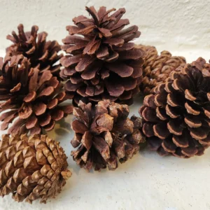 Pine Cones